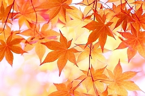 紅葉やブドウ狩りなど、秋ならではの楽しみを答える方が沢山いました。