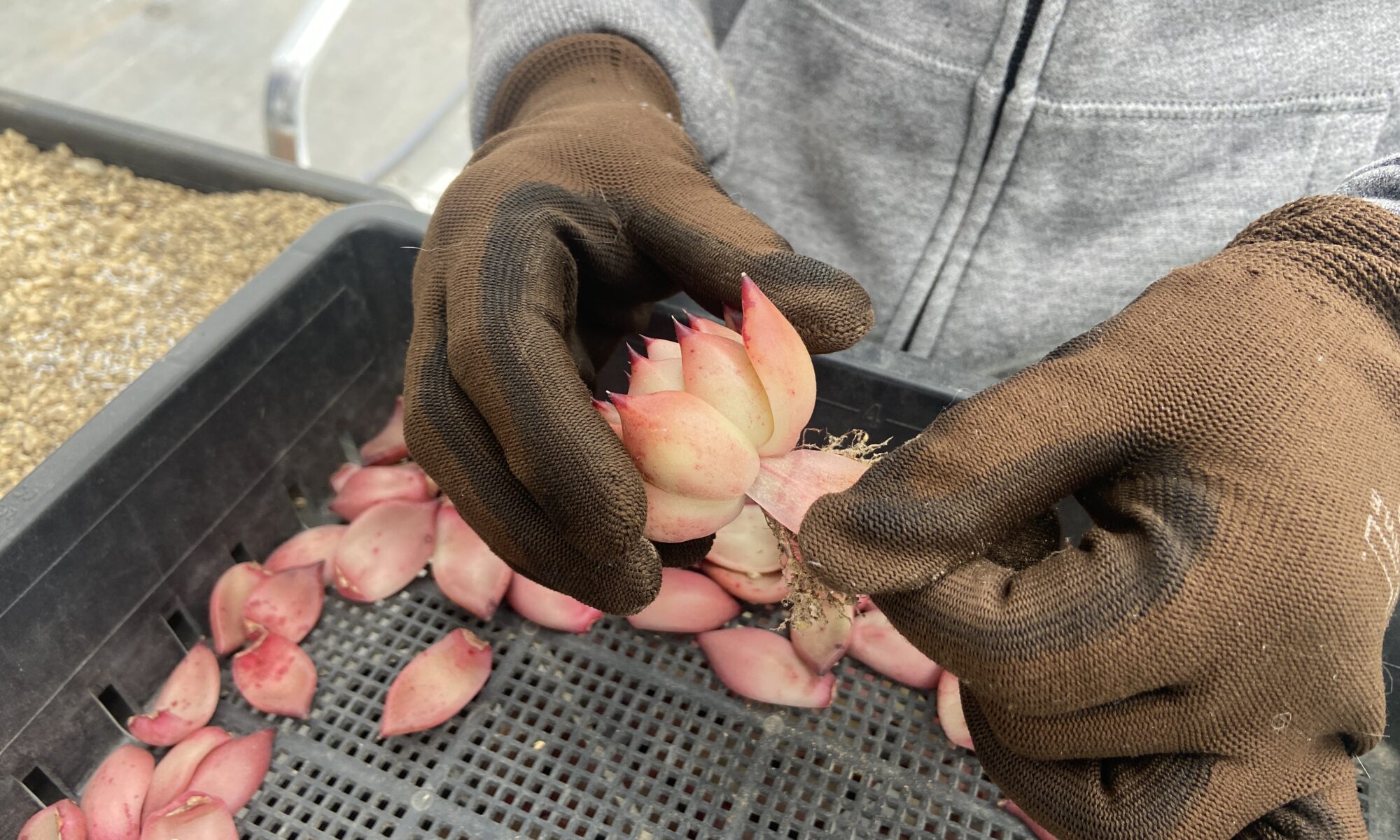 多肉植物　葉っぱちぎり