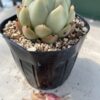エケベリア　リーフレタス