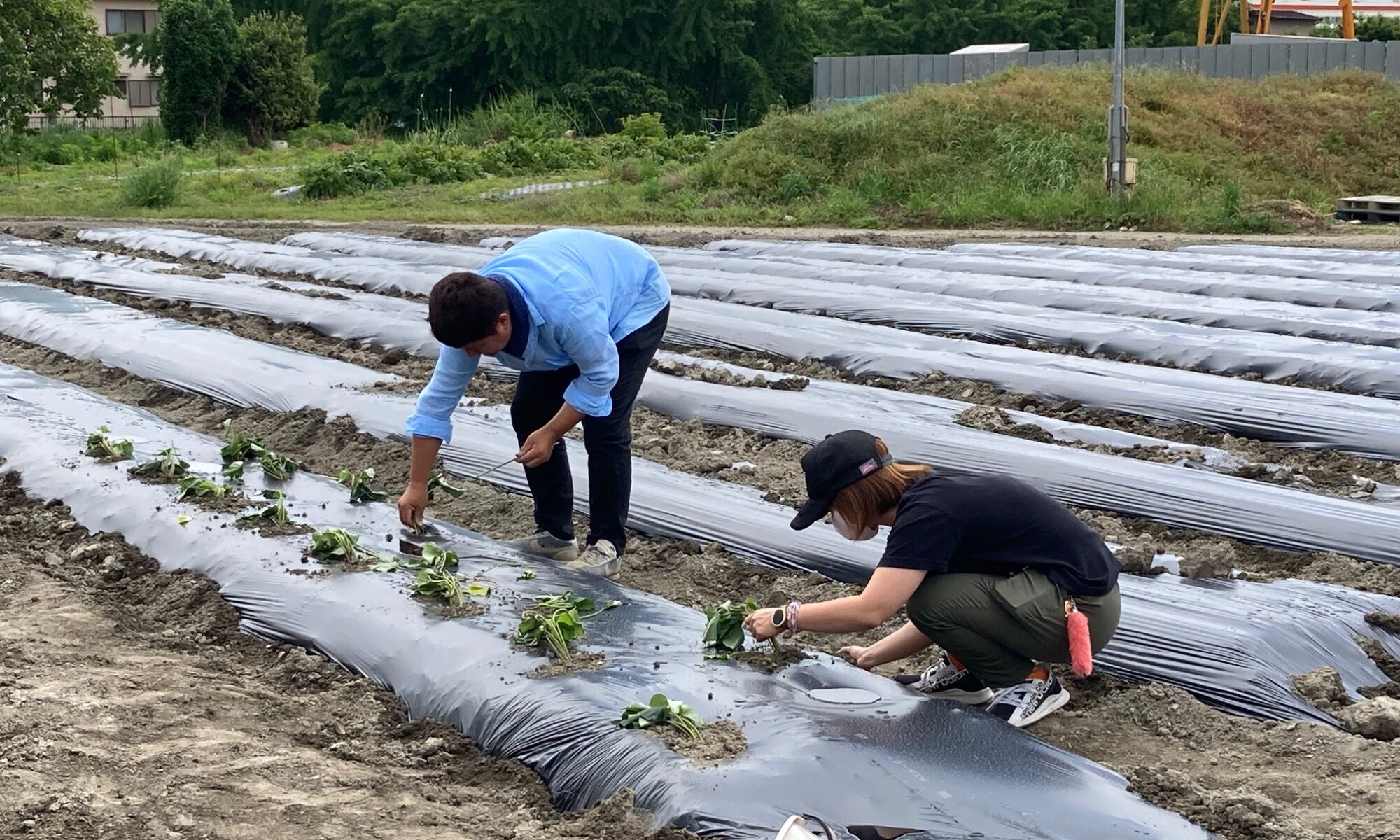 さつまいも苗植え