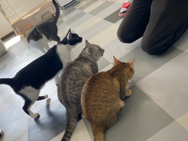 横に並ぶ4匹の猫