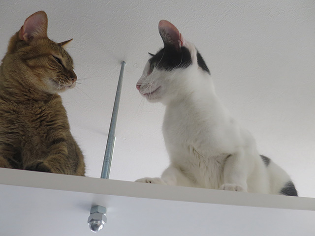 天井付近で向かい合う2匹の猫