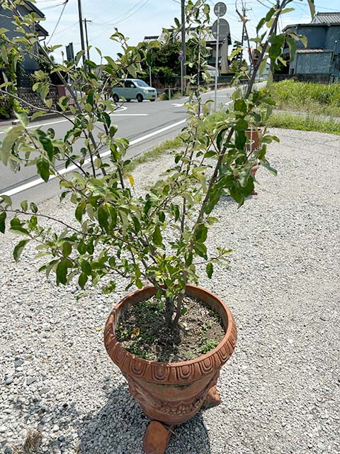 就労継続支援B型　フレーベル　育てている鉢植え　グミ 