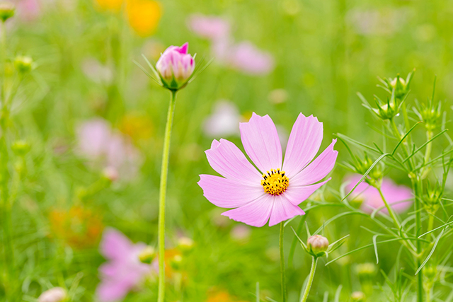 秋桜