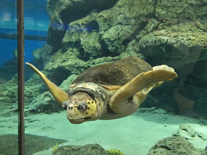 就労継続支援B型フレーベル_名古屋港水族館に出かけました