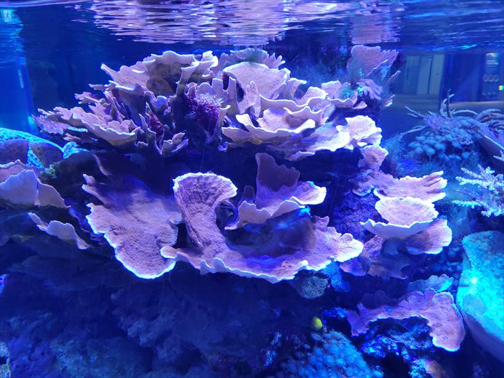 就労継続支援B型フレーベル_名古屋港水族館に出かけました