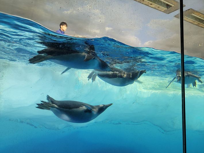 就労継続支援B型フレーベル_名古屋港水族館に出かけました