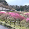 いなべ市の梅林公園