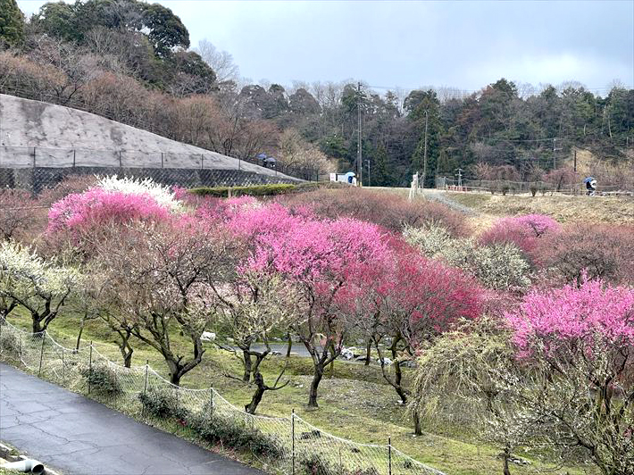 いなべ市の梅林公園