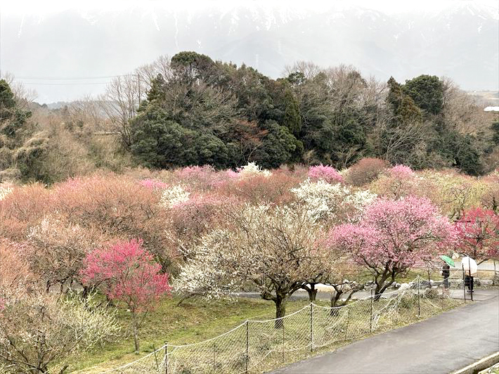 いなべ市の梅林公園