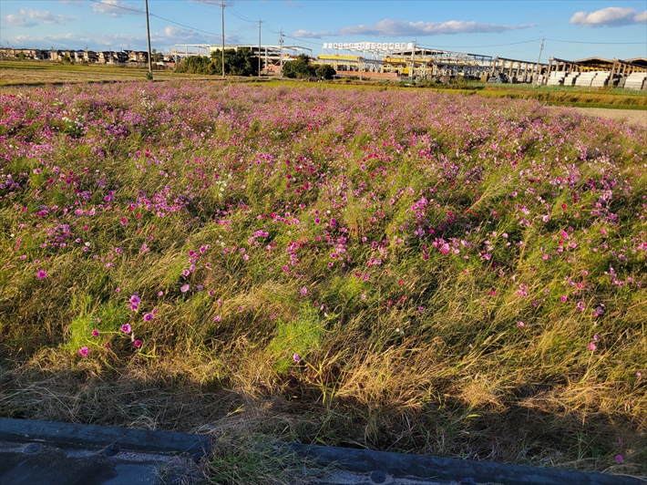 秋の風景_秋桜畑