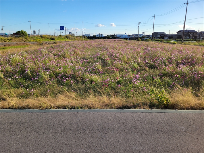 秋の風景_秋桜畑