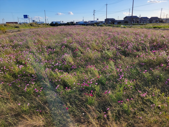 秋の風景_秋桜畑
