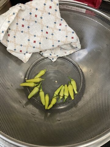 自家製青唐辛子で柚子胡椒作り