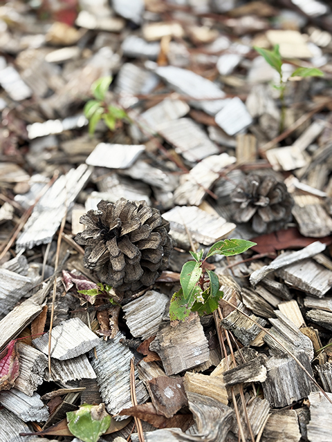 障害者雇用創造センター_お散歩レク＠天王川公園