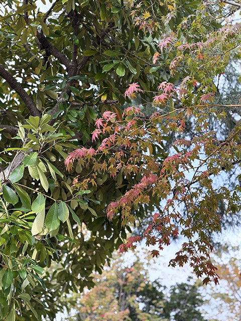 障害者雇用創造センター_お散歩レク＠天王川公園
