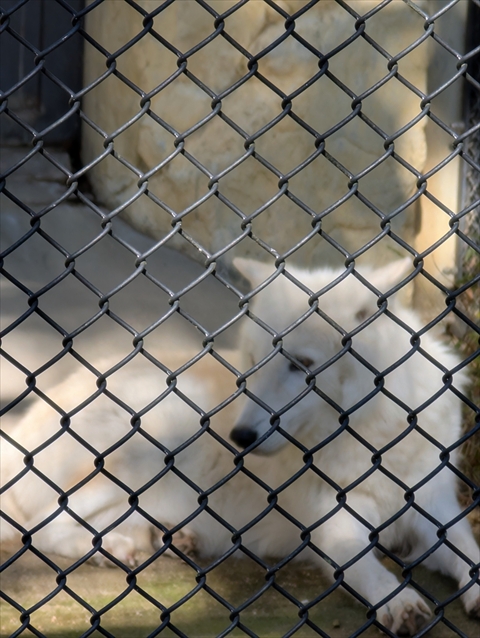 就労継続支援B型フレーベル_外出レクの様子_＠東山動物園