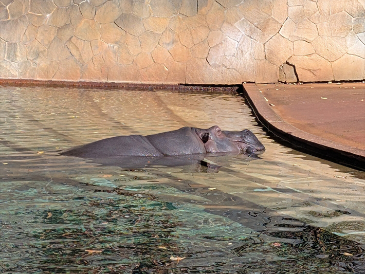 就労継続支援B型フレーベル_外出レクの様子_@東山動物園