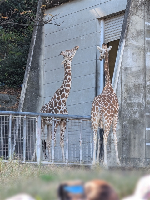 就労継続支援B型フレーベル_外出レクの様子_@東山動物園