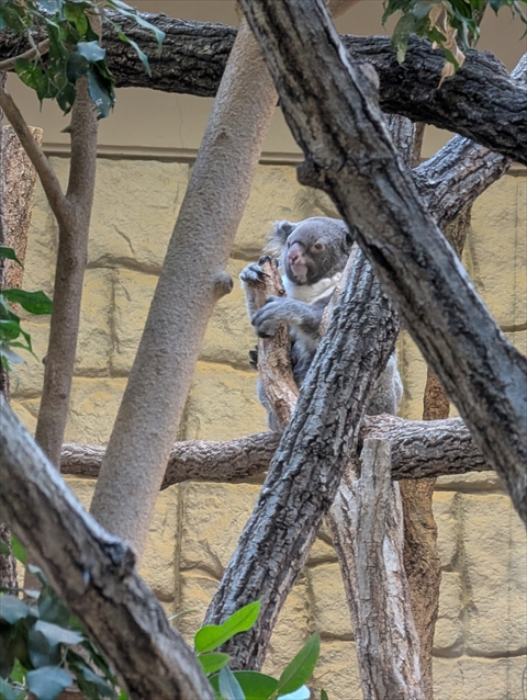 就労継続支援B型フレーベル_外出レクの様子_@東山動物園