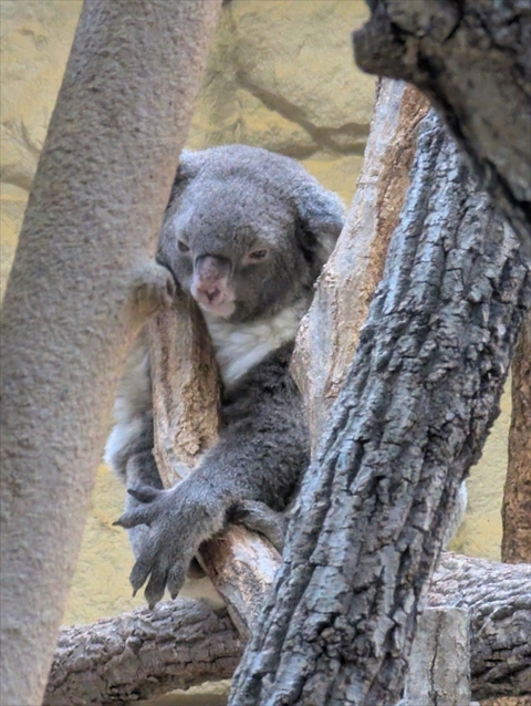 就労継続支援B型フレーベル_外出レクの様子_@東山動物園