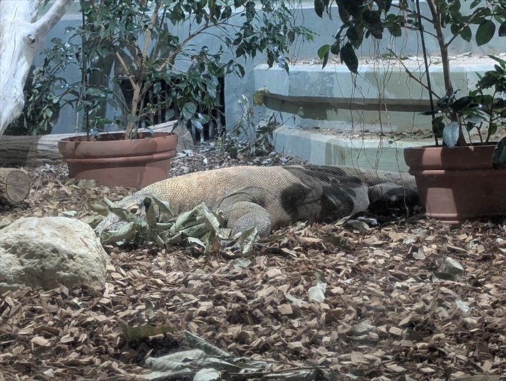 就労継続支援B型フレーベル_外出レクの様子_@東山動物園