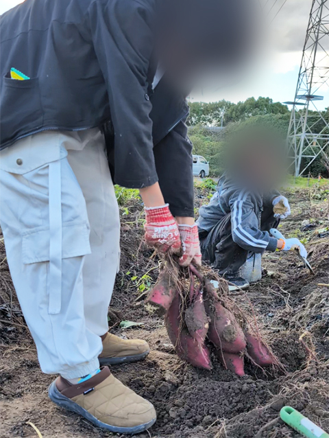 フレーベルいもほり体験