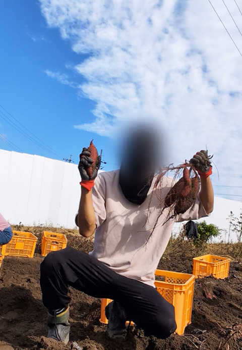 フレーベル_芋ほりレク