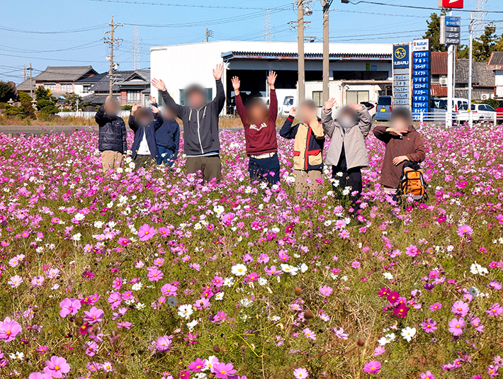 フレーベル_コスモス畑