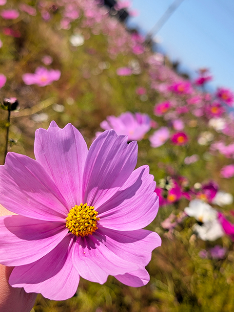 フレーベル_コスモス畑