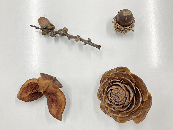 ツバキ、ヒイラギなど