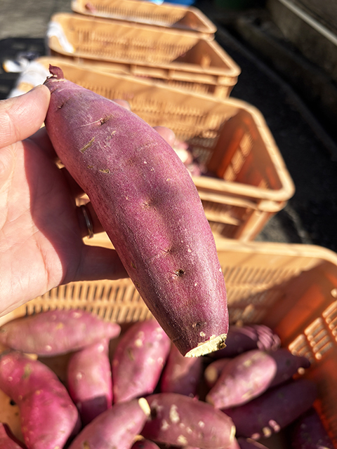障害者雇用創造センター焼き芋＆スイートポテトレク