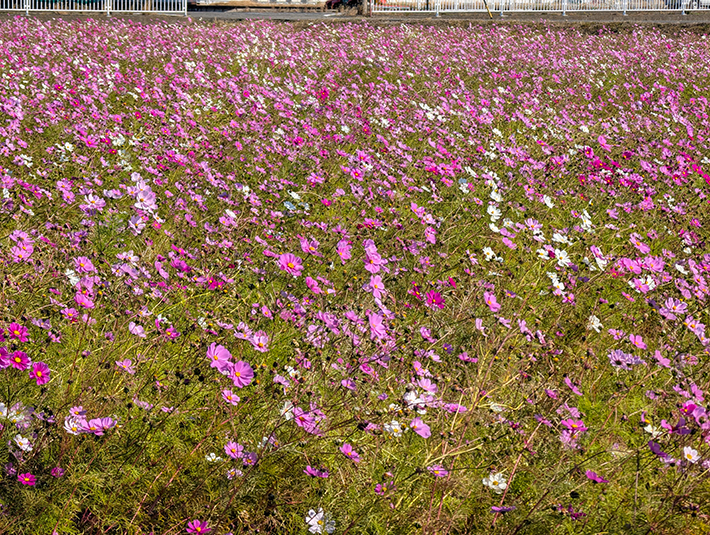 フレーベル_コスモス畑