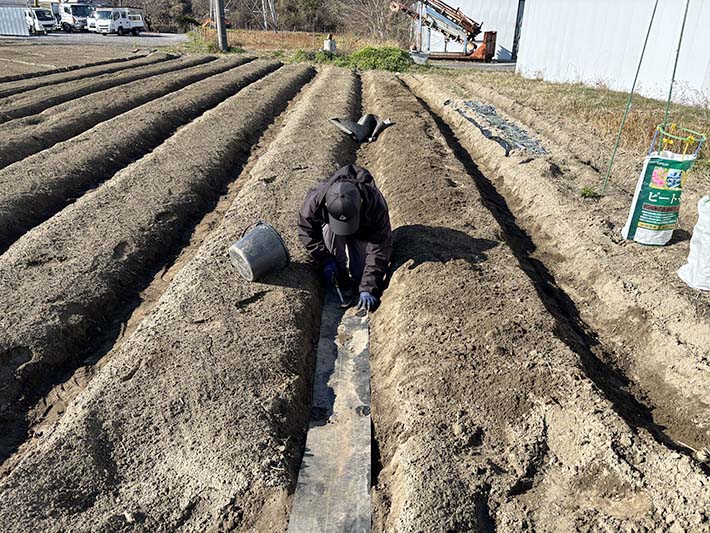 フレーベル玉ねぎ植え付け