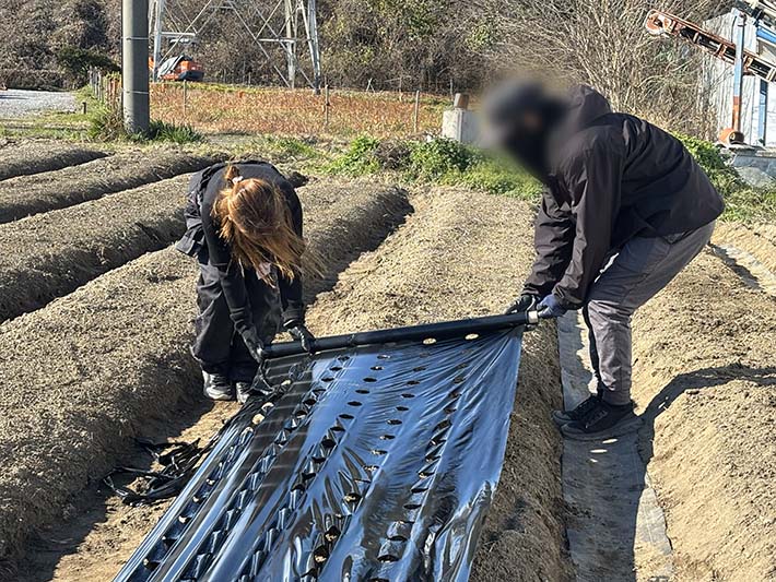 フレーベル玉ねぎ植え付け