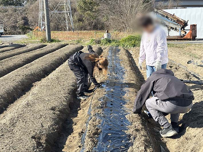フレーベル玉ねぎ植え付け