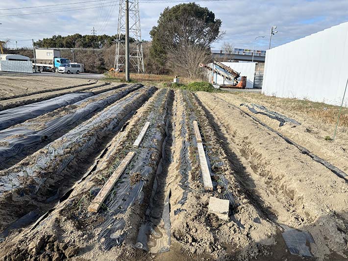 フレーベル玉ねぎ植え付け
