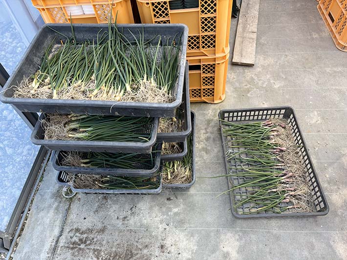 フレーベル玉ねぎ植え付け