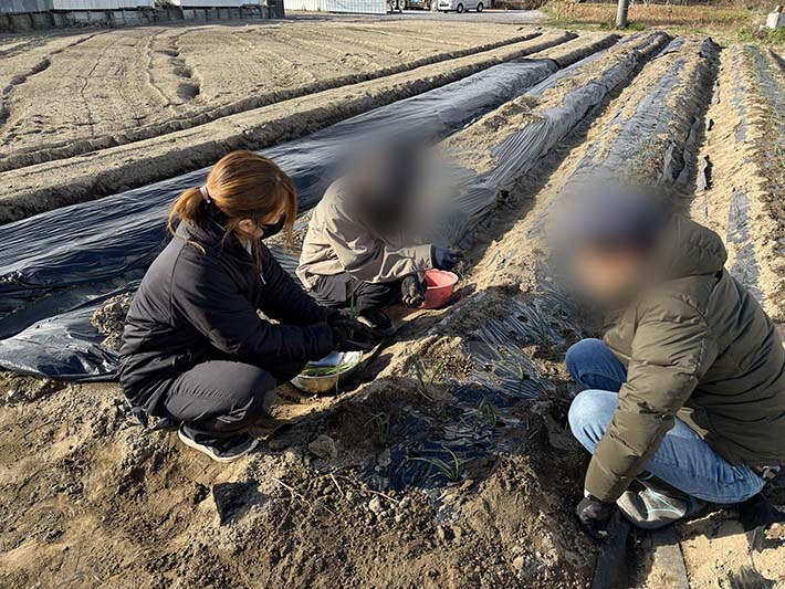 フレーベル玉ねぎ植え付け