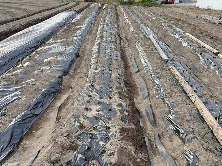 フレーベル玉ねぎ植え付け