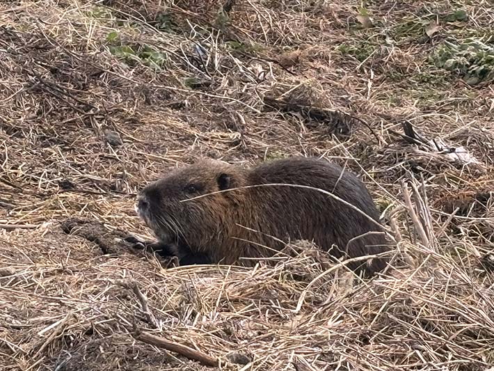 フレーベル玉ねぎ植え付け