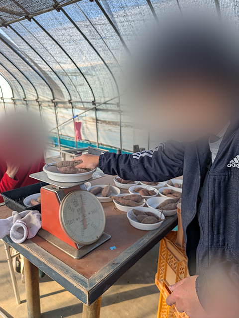 さつまいもを計量する図