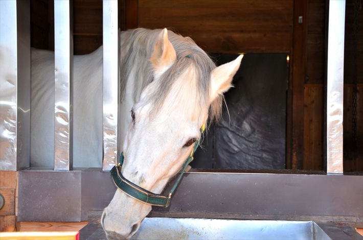 多度大社の白馬