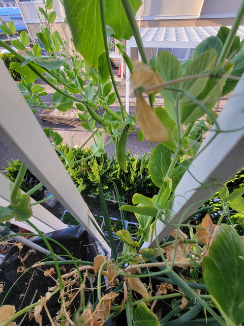 スナップえんどうを育てています