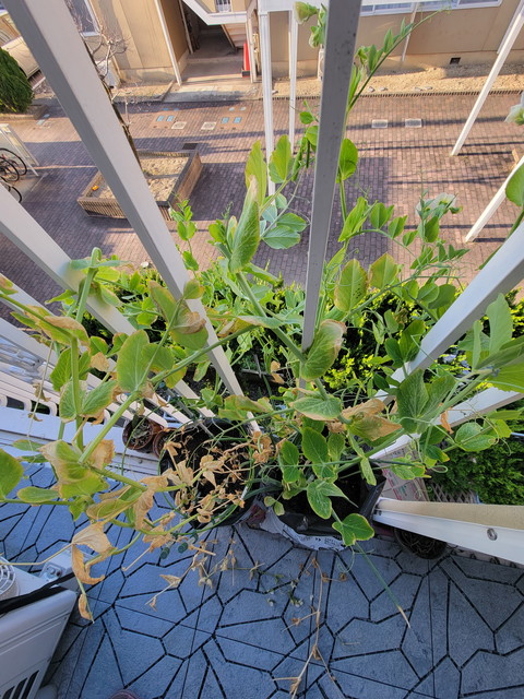 スナップえんどうを育てています