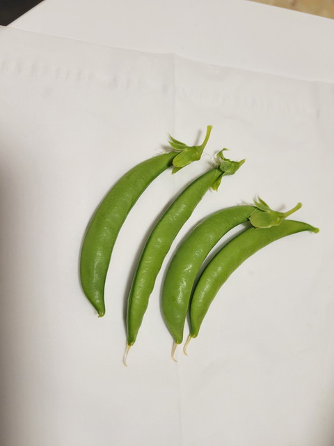 スナップえんどうを育てています