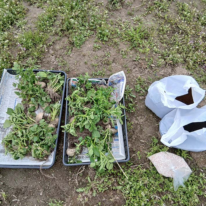 フレーベル_畑仕事じゃがいもの種芋を植えます