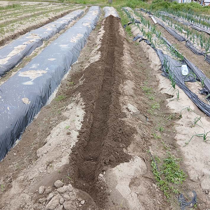 フレーベル_畑仕事じゃがいもの種芋を植えます