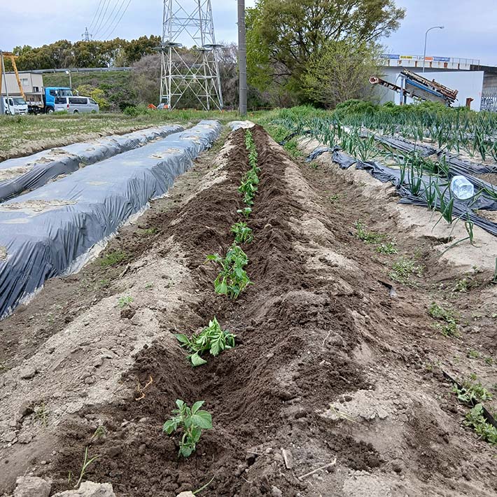 フレーベル_畑仕事じゃがいもの種芋を植えます