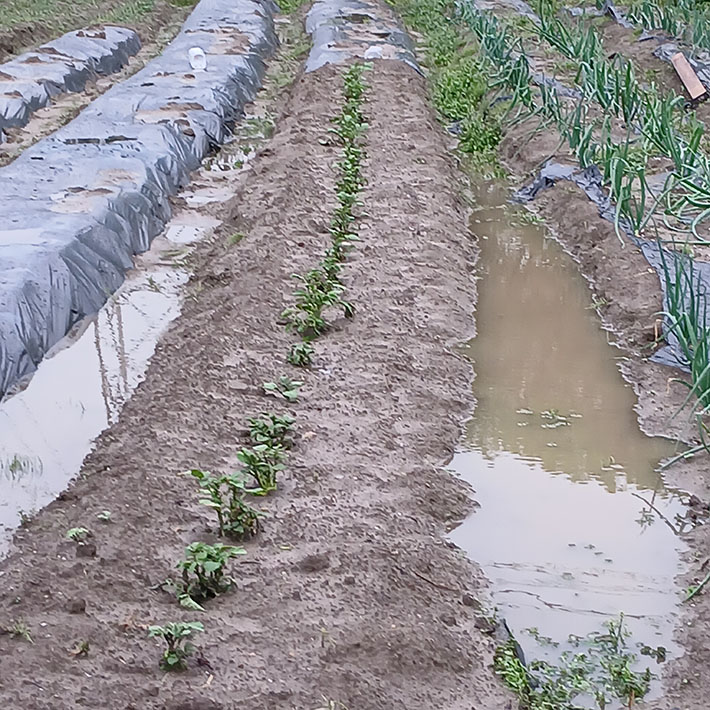フレーベル_畑仕事じゃがいもの種芋を植えます